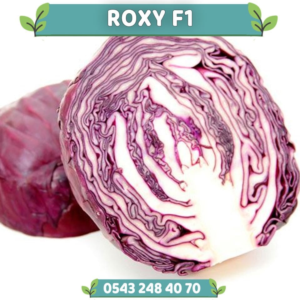Roxy F1 80 Günlük Kırmızı Lahana Fidesi