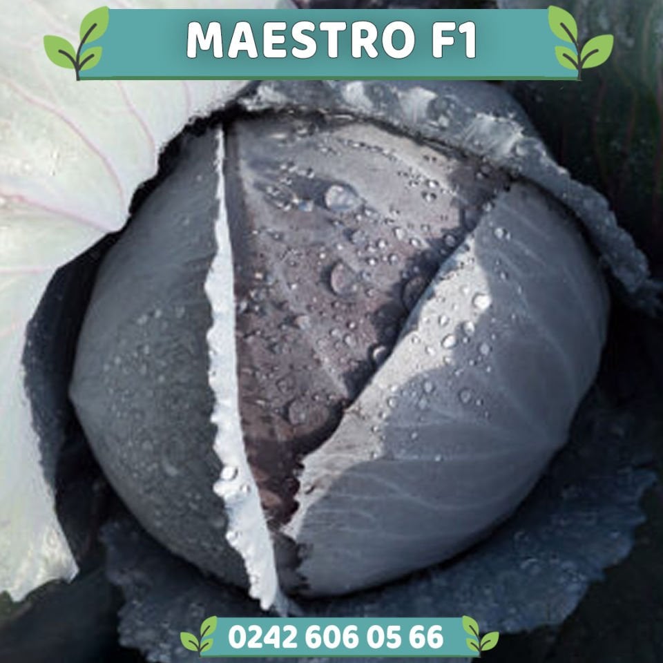 Maestro F1 Kırmızı Lahana Fidesi