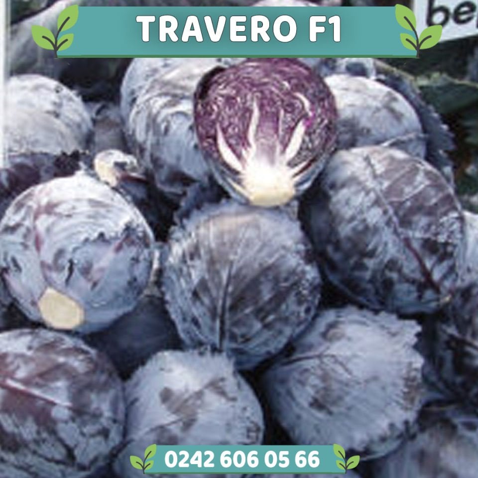 Travero F1 Kırmızı Lahana Fidesi