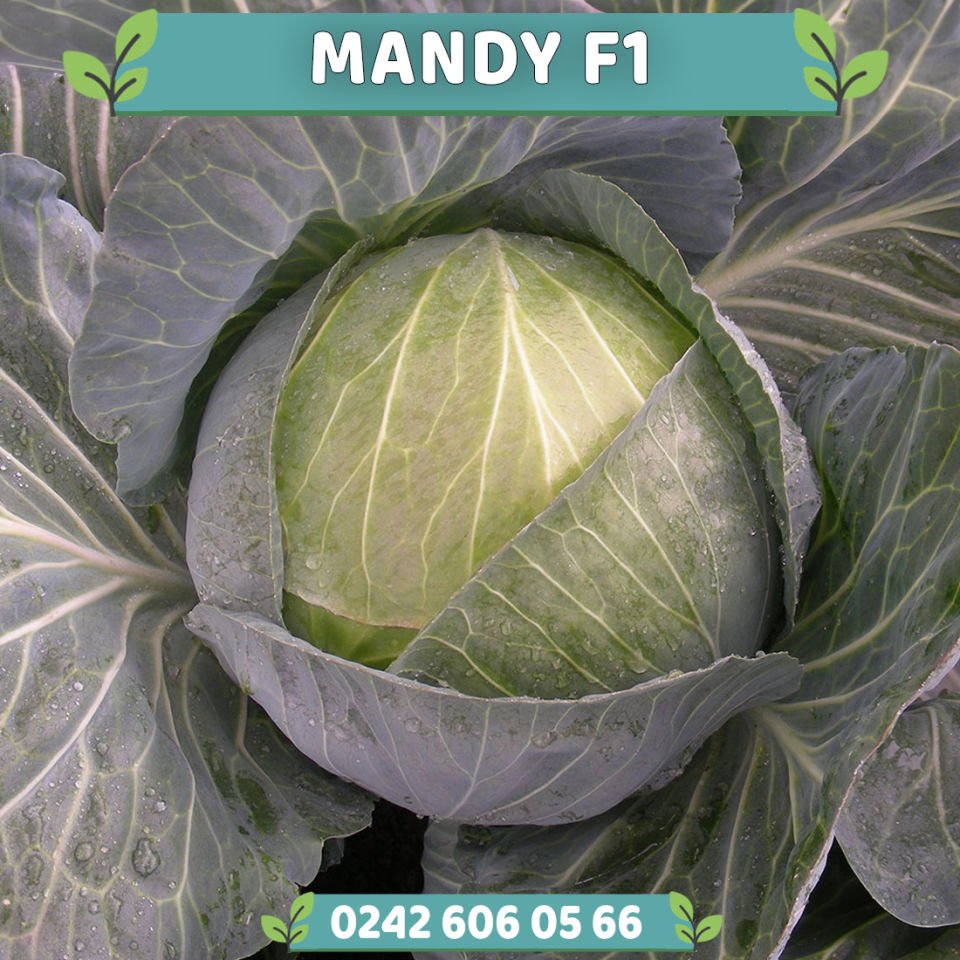 Mandy F1 140 Günlük Beyaz Lahana Fidesi