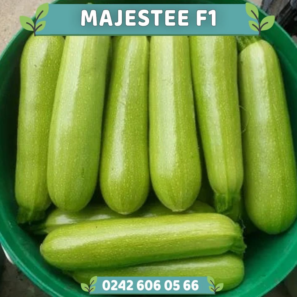 Majestee F1 Kabak Fidesi