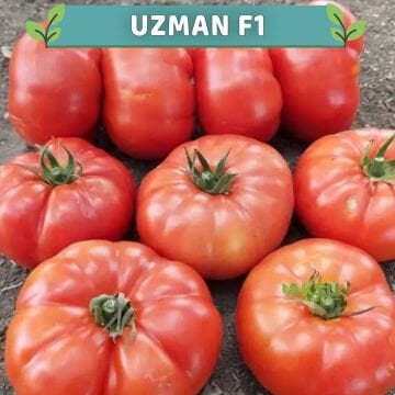 Uzman F1 Köy Domatesi Fidesi