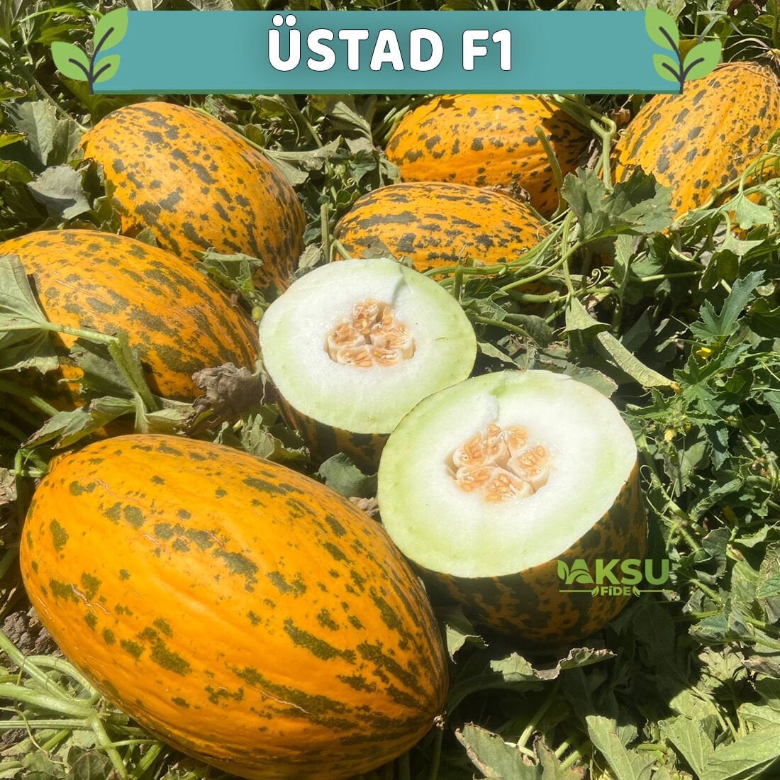 Üstad F1 Kırkağaç Kavun Fidesi