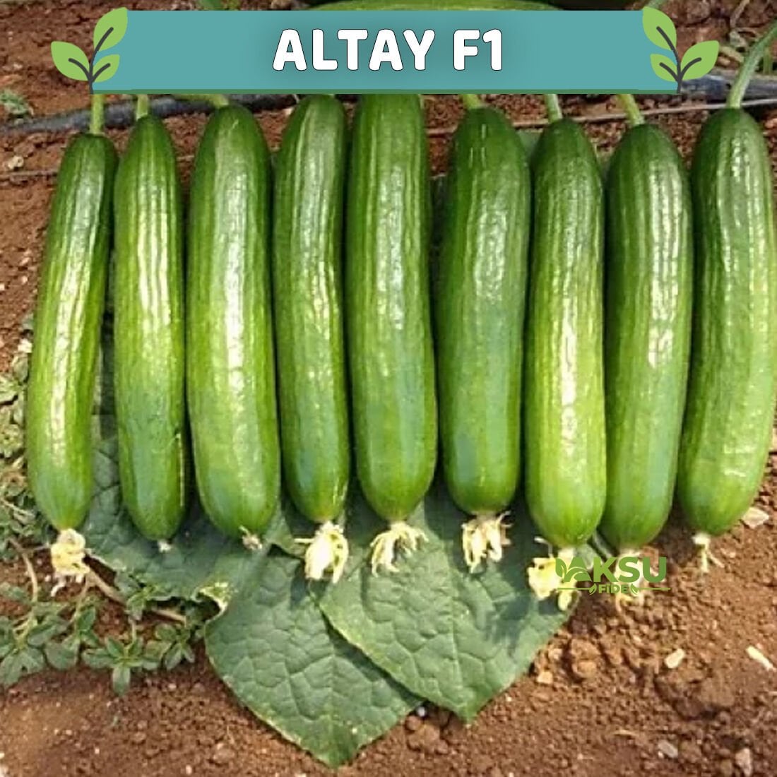Altay F1 Oturak Hıyar Fidesi