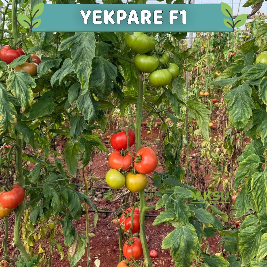 Yekpare F1 Sırık Domates Fidesi