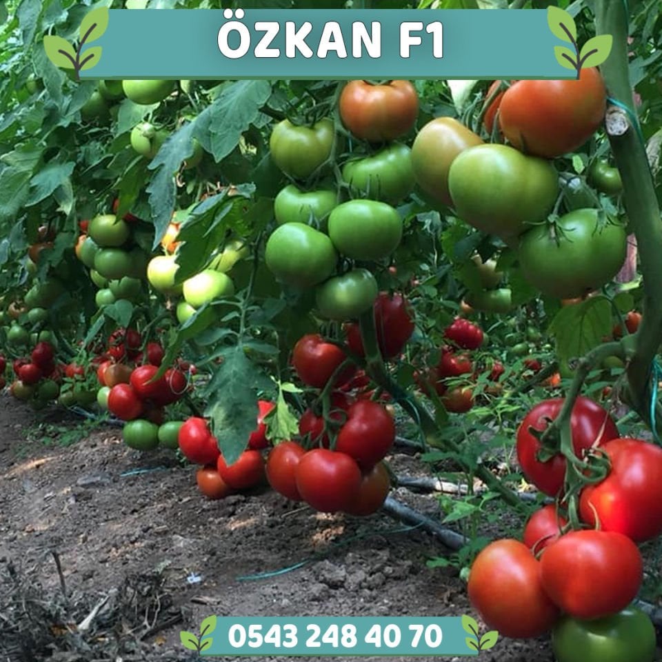 Özkan F1 Sırık Domates Fidesi
