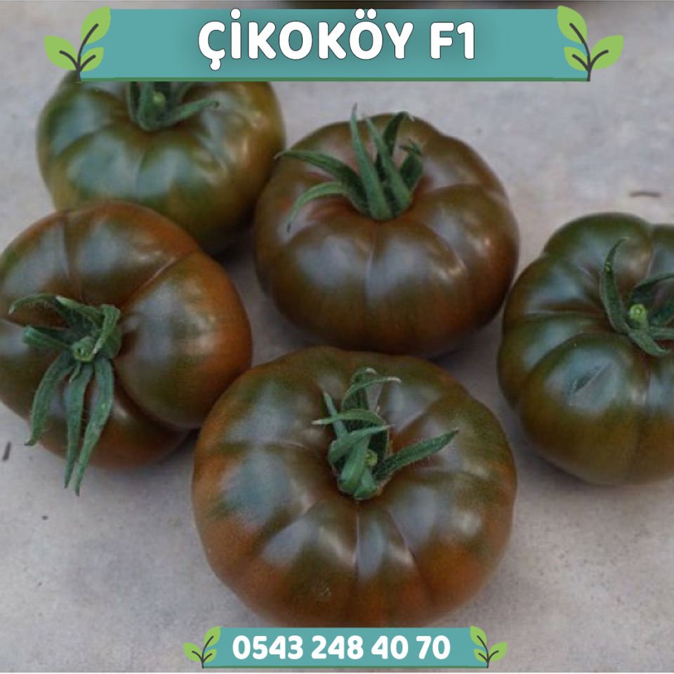 Çikoköy F1 Kahverengi Köy Domatesi Fidesi