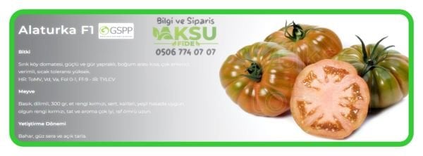 Alaturka F1 - Sırık Köy Domatesi Fidesi