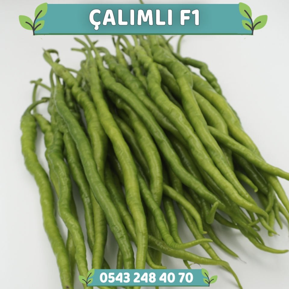 Çalımlı F1 - Tatlı Kıl Biber Fidesi