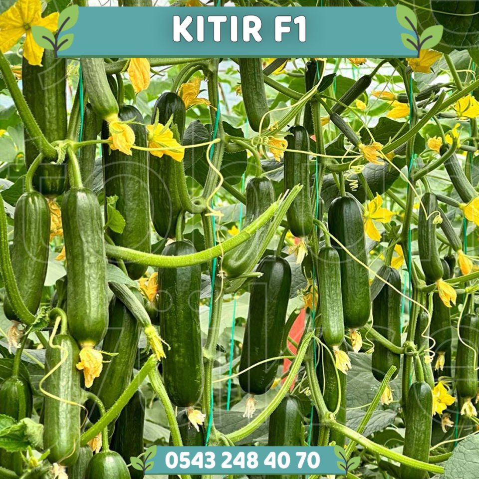 Kıtır F1 Sırık Silor Salatalık Fidesi