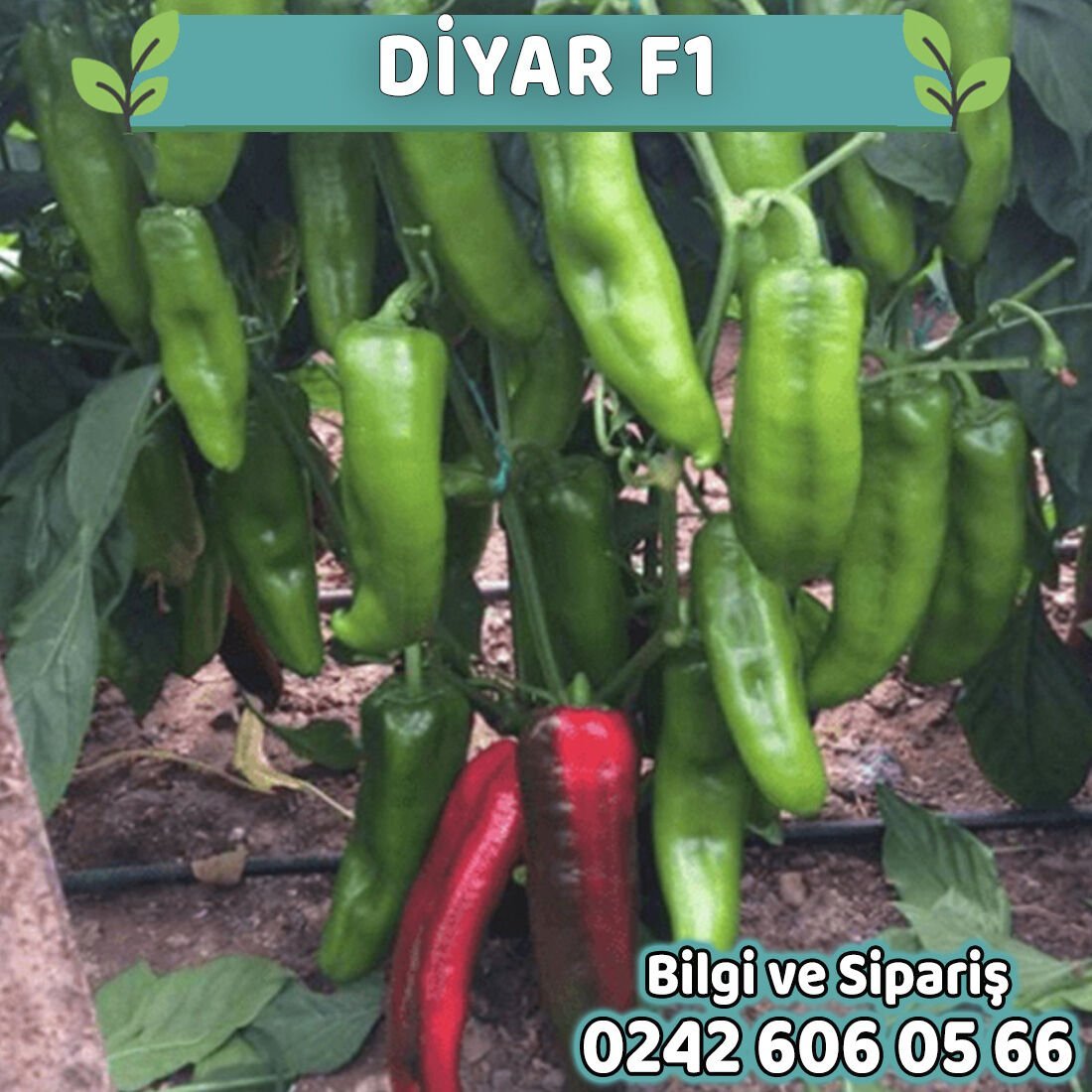 Diyar F1 Kapya Biber Fidesi