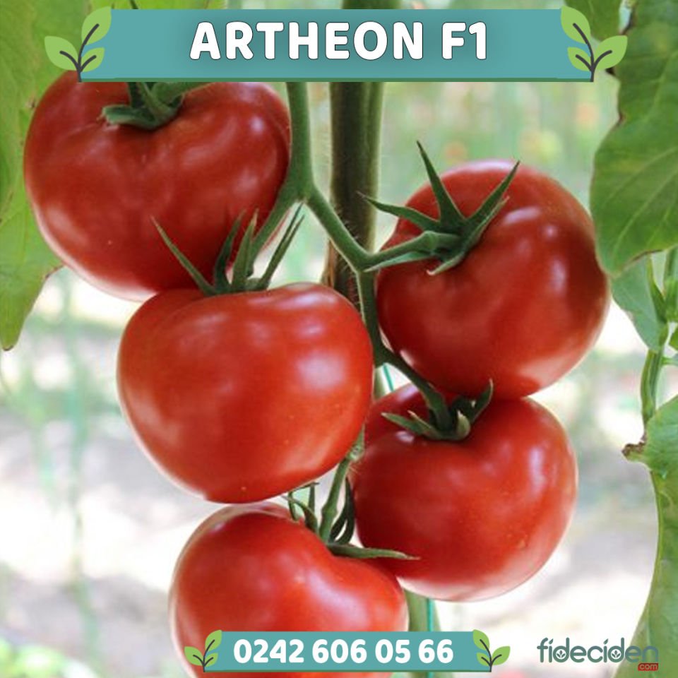 Artheon F1 Sırık Domates Fidesi