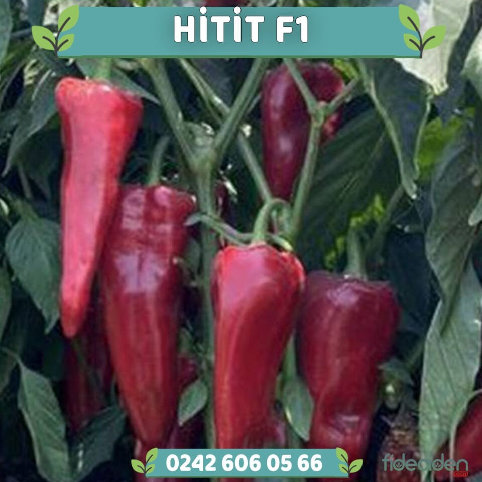 Hitit F1 Kapya Biber Fidesi