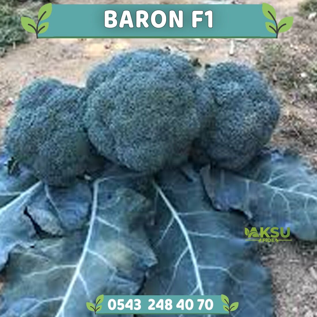 Baron F1 Güzlük 75 Günlük Brokoli Fidesi