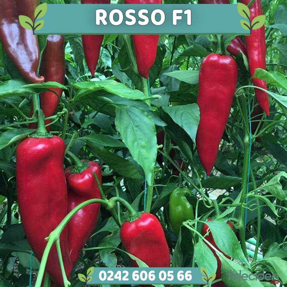 Rosso F1 Kapya Biber Fidesi