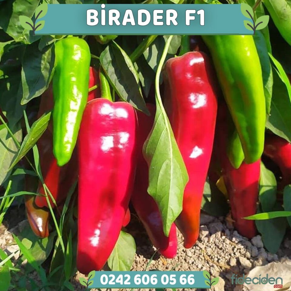 Birader F1 Kapya Biber Fidesi