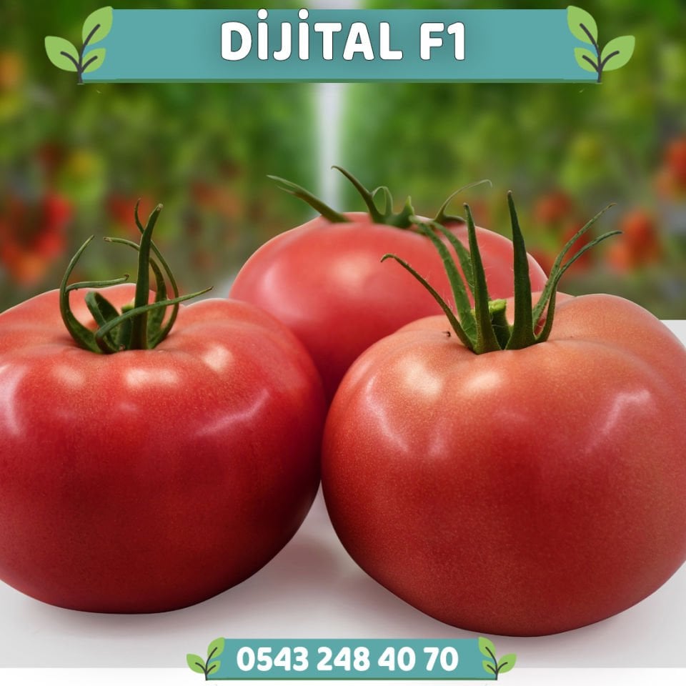 Dijital F1 Sırık Pembe Domates Fidesi