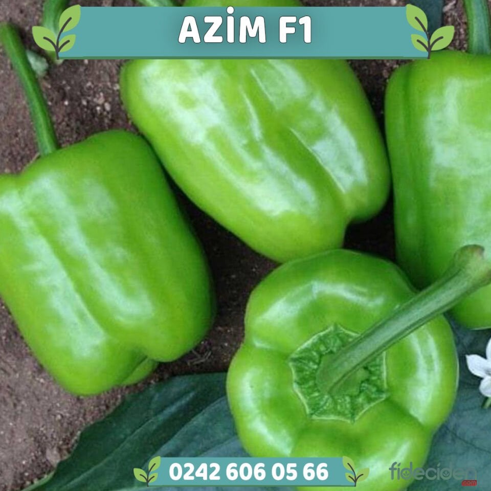 Azim F1 Dolma Biber Fidesi