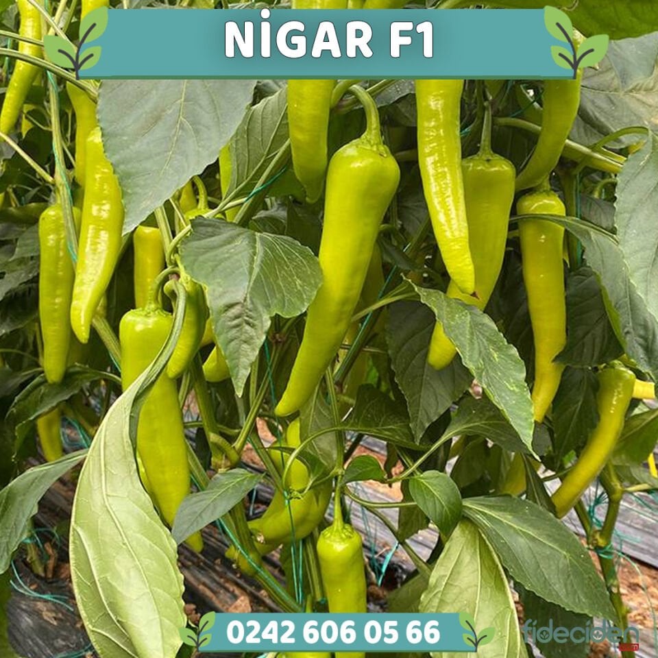 Nigar F1 Çarliston Biber Fidesi