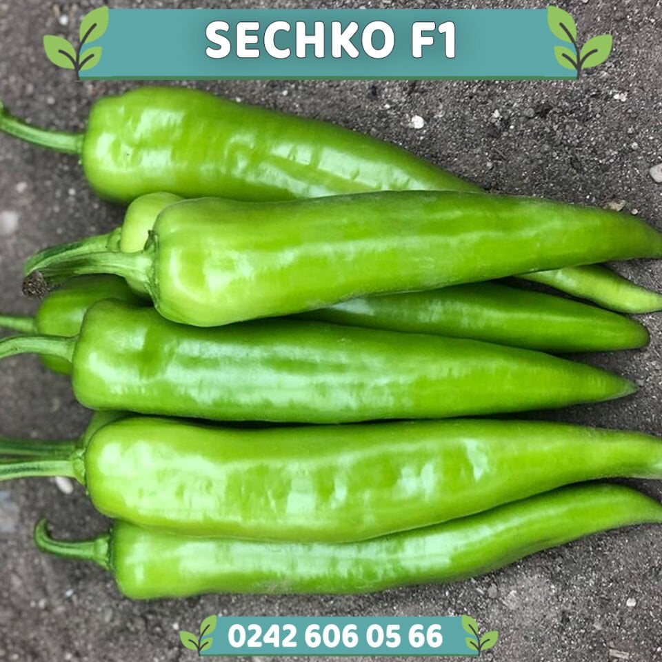 Sechko F1 Acı Çarliston Biber Fidesi