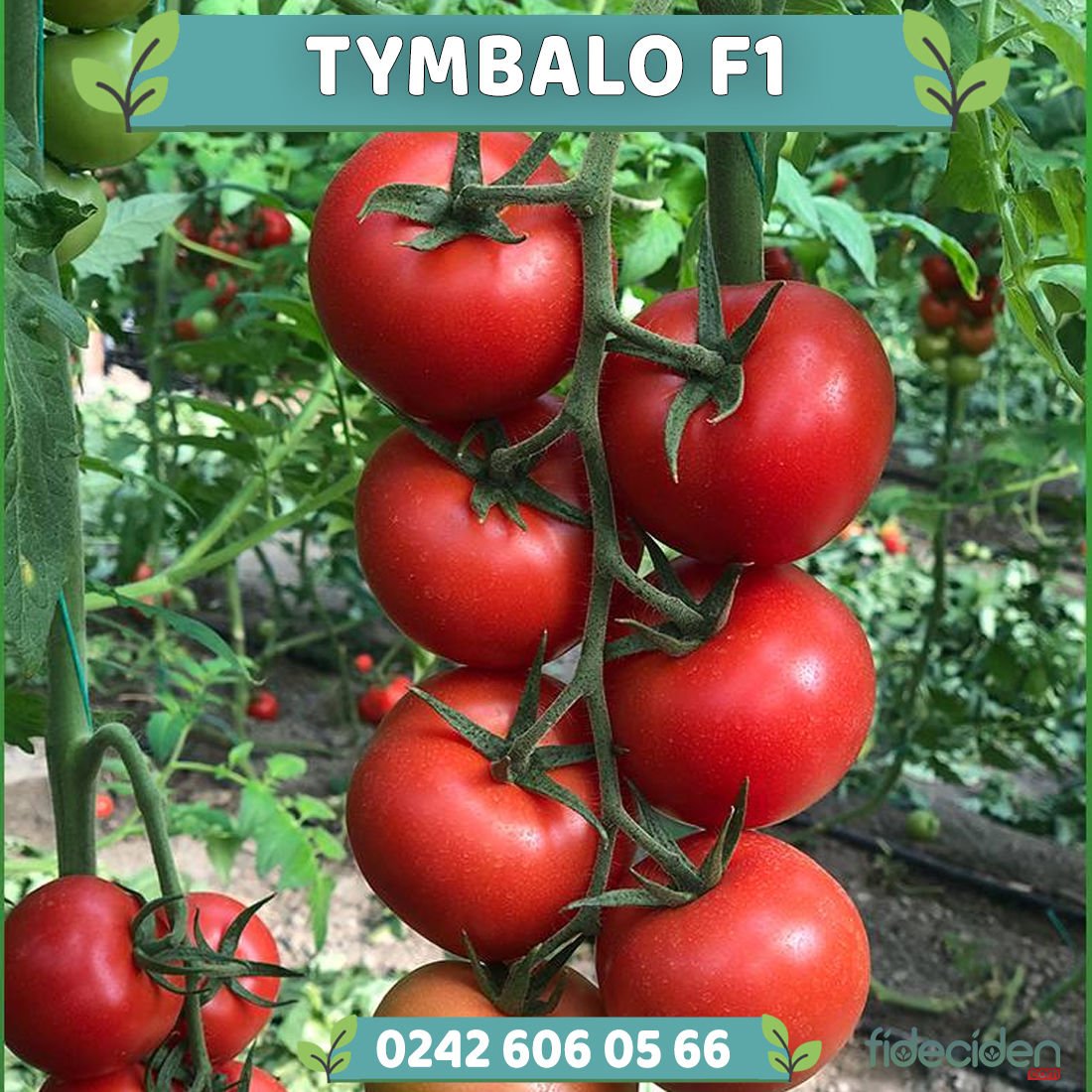 Tymbalo F1 Sırık Salkım Domates Fidesi
