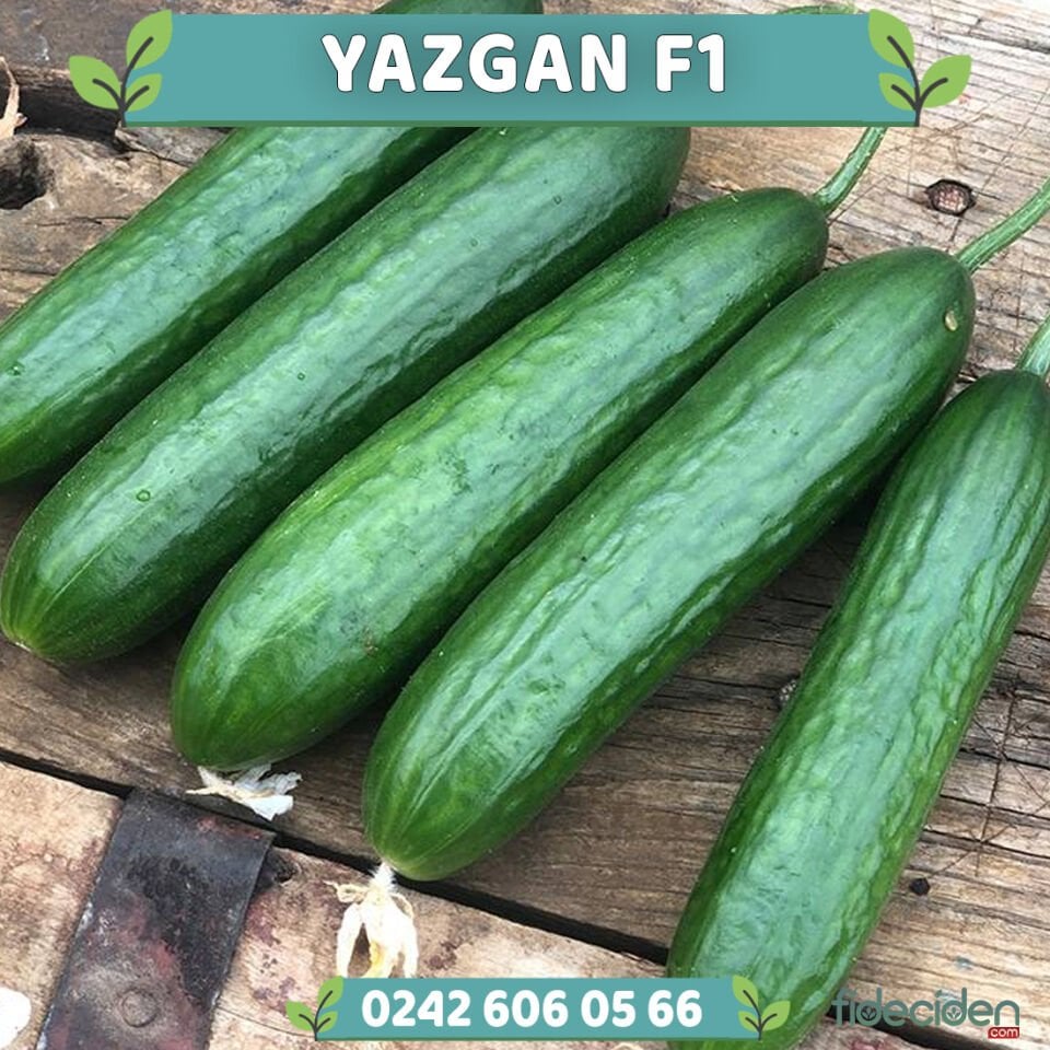 Yazgan F1 Hıyar Fidesi