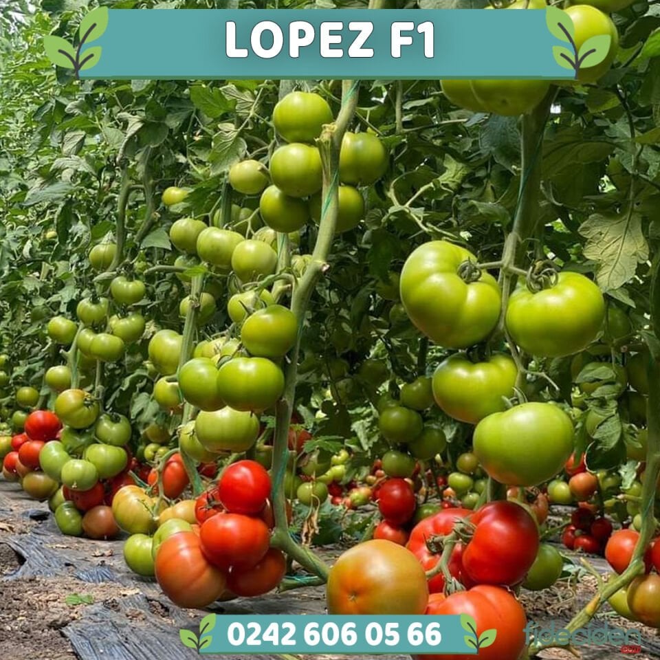 Lopez F1 Sırık Beef Domates Fidesi