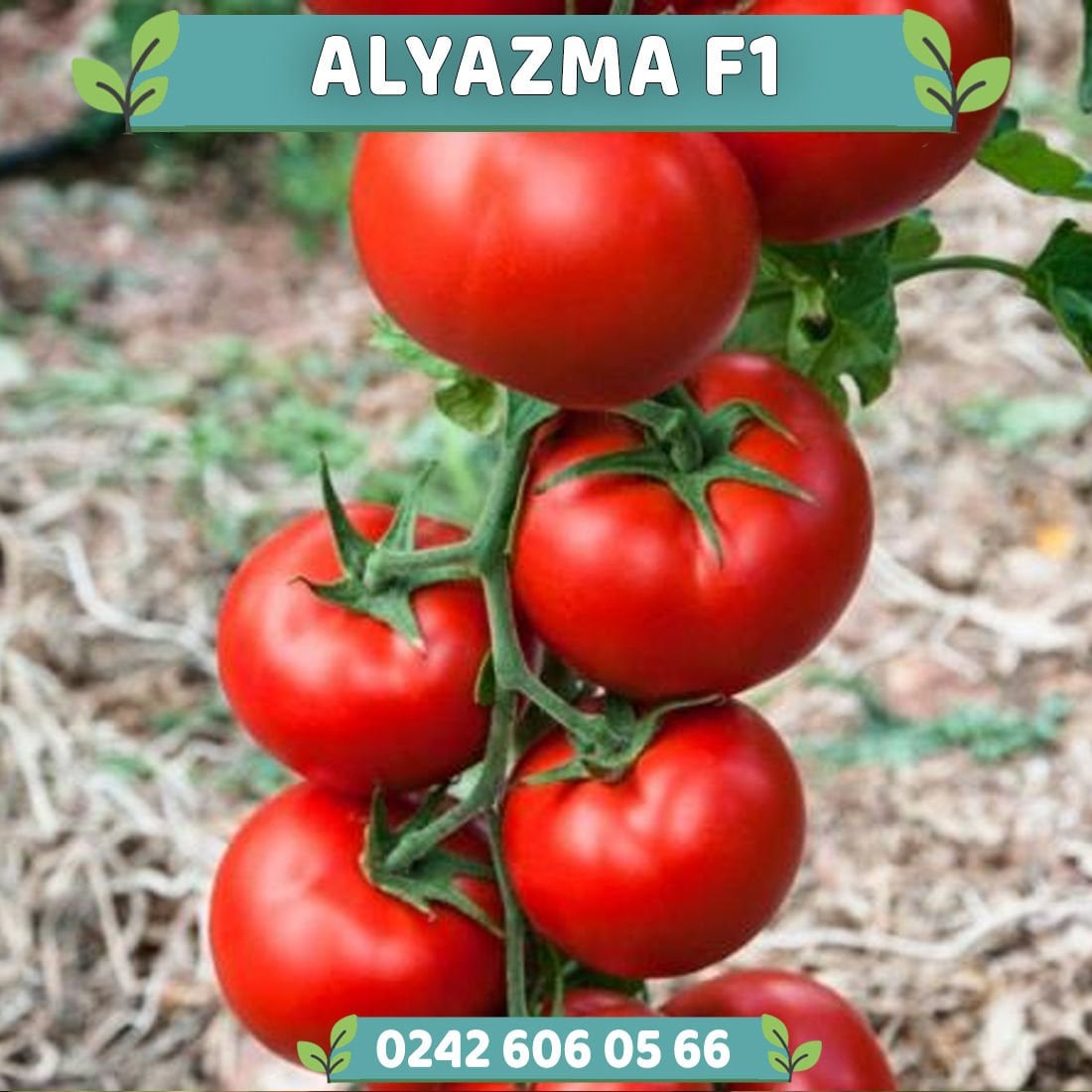 Alyazma F1 Sırık Domates Fidesi