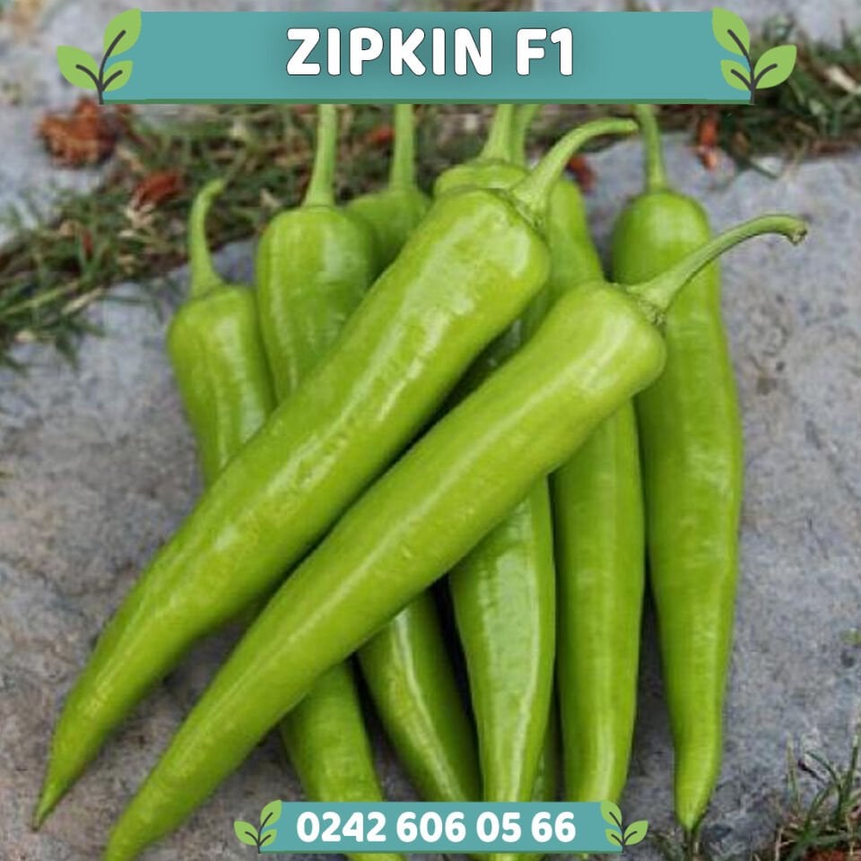 Zıpkın F1 Çarliston Biber Fidesi