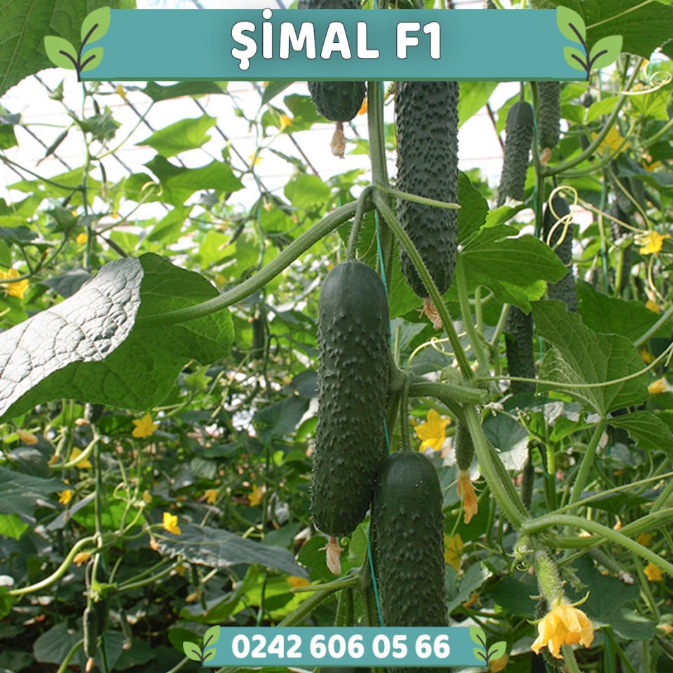 Şimal F1 Dikenli Hıyar Fidesi