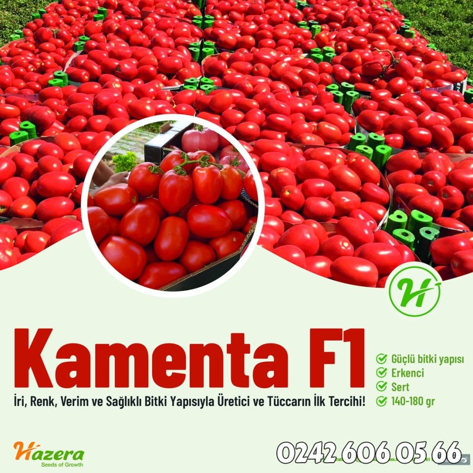 Kamenta F1 Salçalık Domates Fidesi