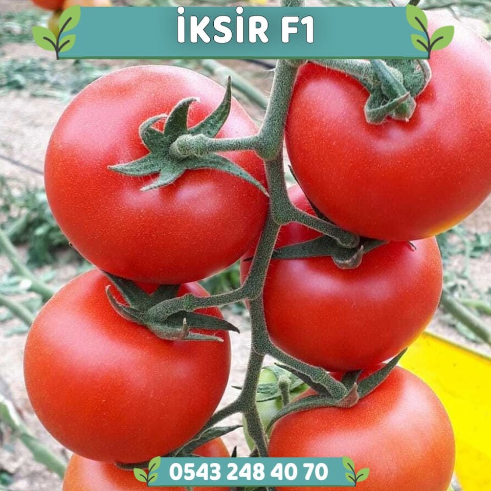 İksir F1 Sırık Domates Fidesi