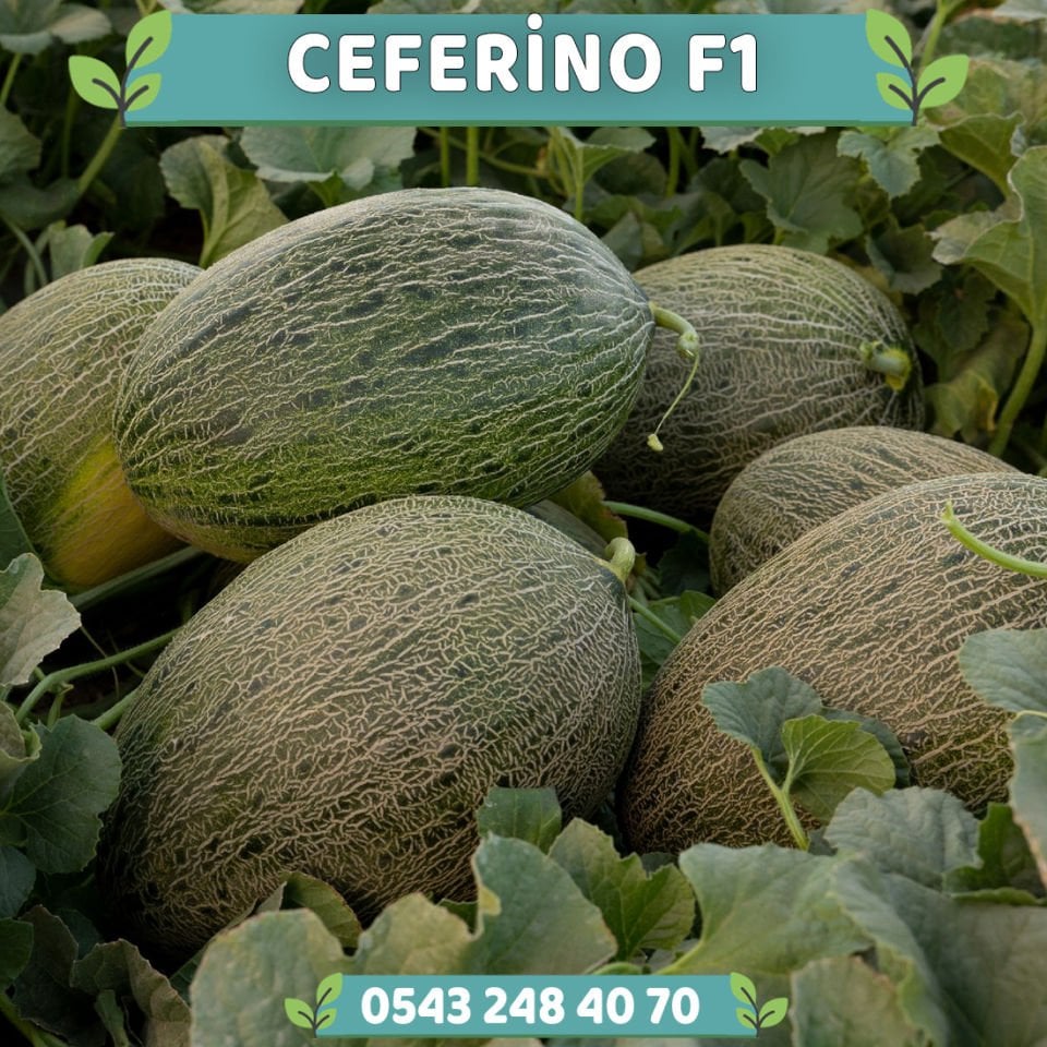Ceferino F1 Ankara Kavunu Fidesi
