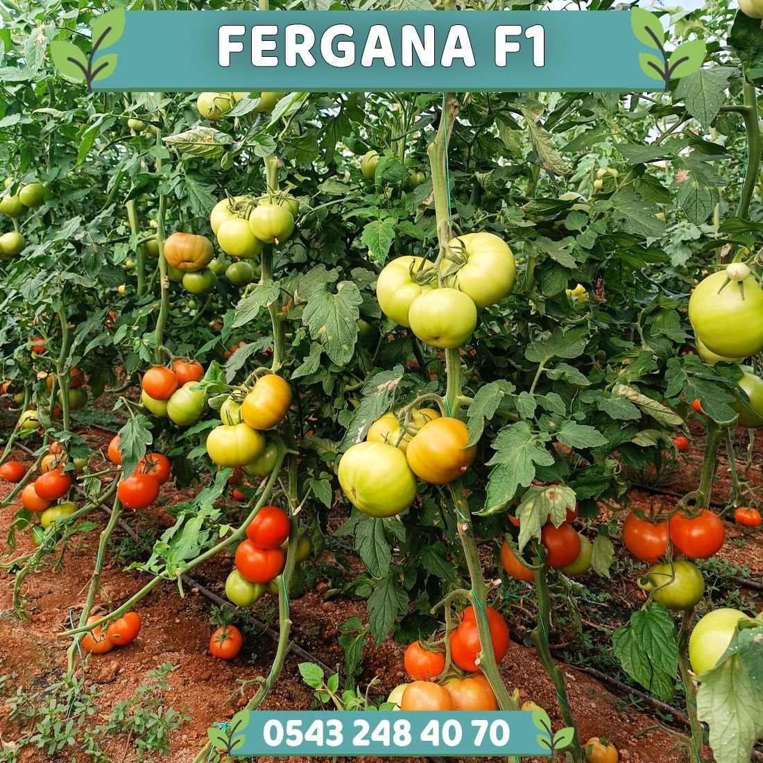 Fergana F1 Sırık Beef Domates Fidesi